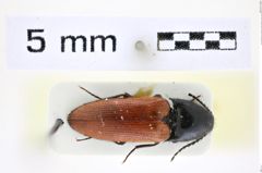 Foto (Dorsalansicht) von Ampedus anatolicus (Platia & Gudenzi, 2002) (NHMW-ZOO-COL-0008424)